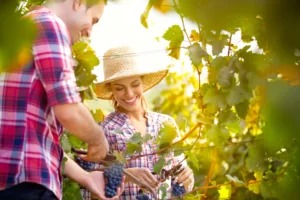 Couple souriant cueillant des raisins